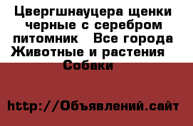 Цвергшнауцера щенки черные с серебром питомник - Все города Животные и растения » Собаки   